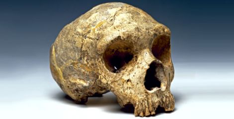 homo-neanderthalensis-skull_62489_1.jpg
